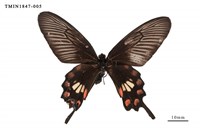 藏品(紅珠鳳蝶)的圖片